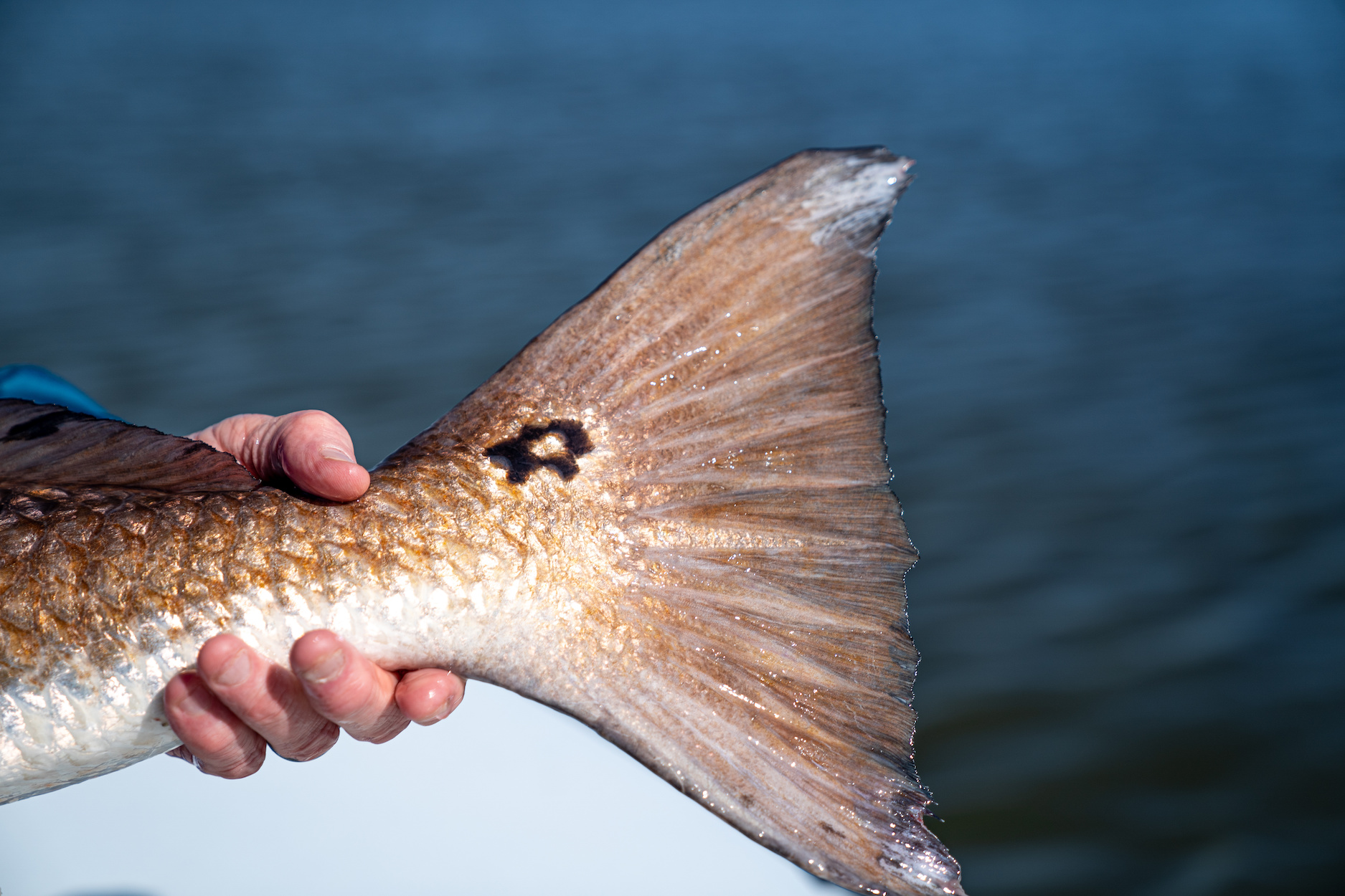 A redfish tail.