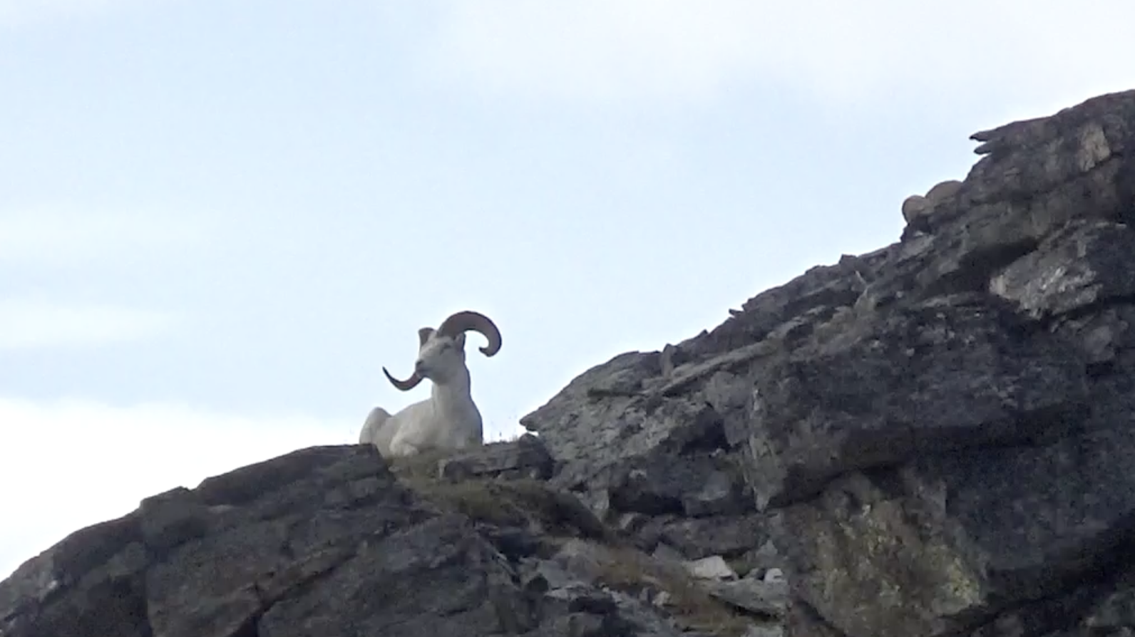 Dall Ram in Alaska