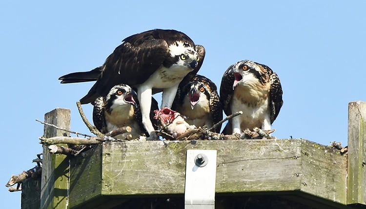 The once-endangered osprey has ‘increased dramatically’ in Illinois – Outdoor News