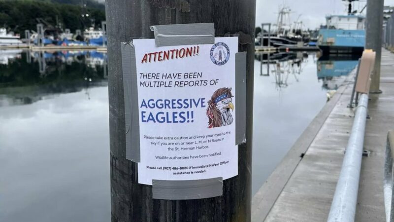There’s an Aggressive Bald Eagle Attacking People in Kodiak