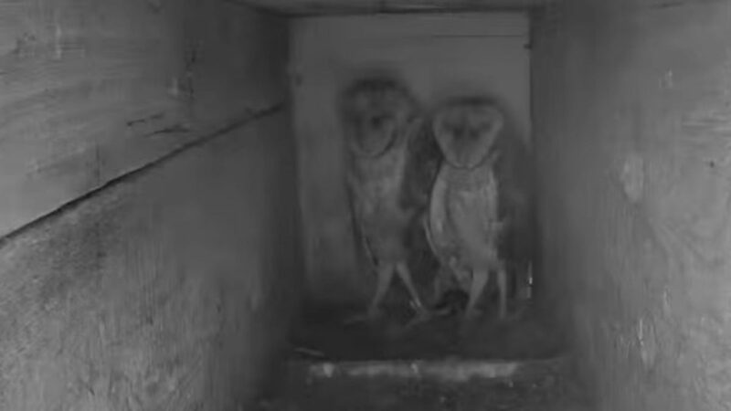 These Barn Owls Became Too Famous for Their Own Good