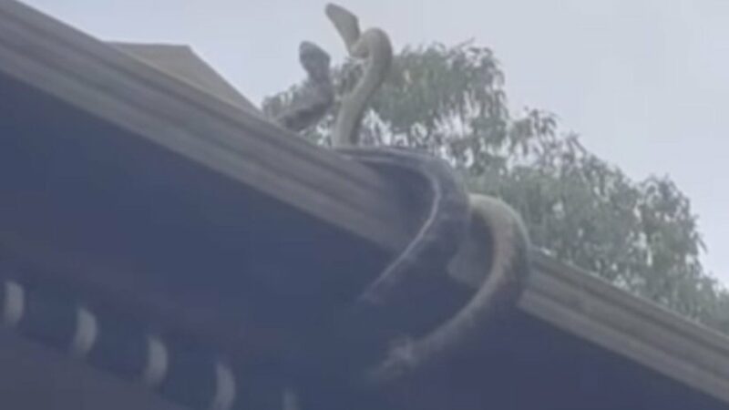 ‘They’re Bonking on Our Veranda’: Two Huge Snakes Go for It