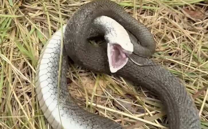 This Snake’s Commitment to Playing Dead Is Hella Impressive