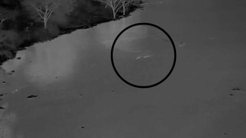 Three-Legged Lion Swims a Mile Through Croc-Infested Water—for the Ladies