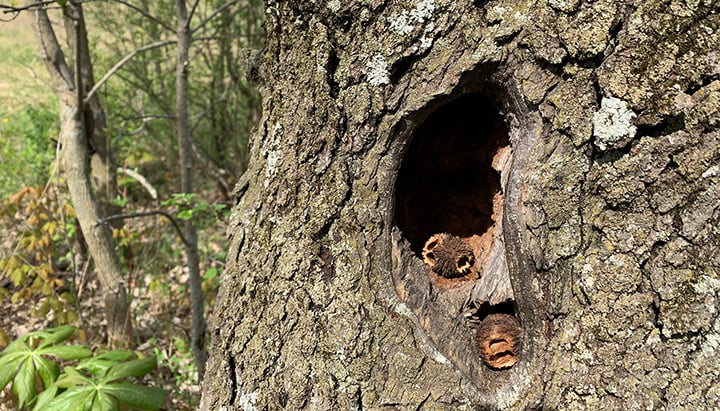 Tips for squirrel hunters as opener nears in Illinois – Outdoor News