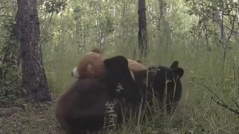 Trail Cam Catches Bears Playing With Teddy Bears in the Forest