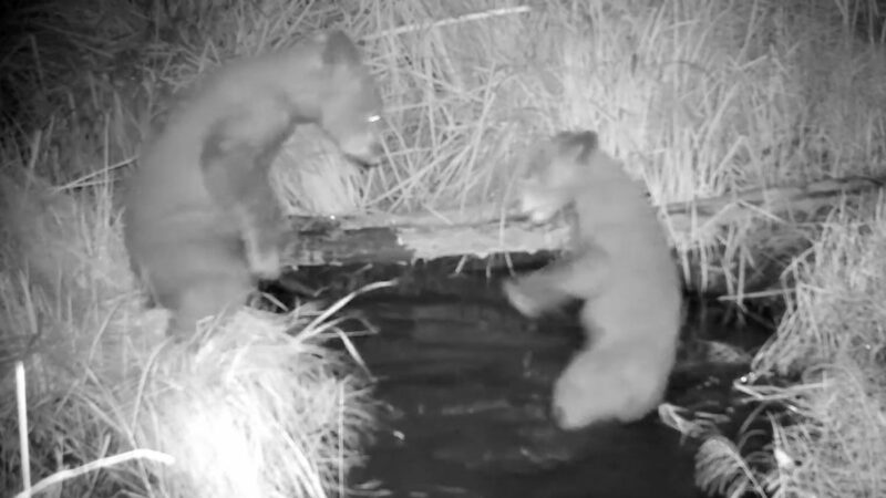 Trail Cam Footage: Black Bear Cub Mercilessly Ambushes Sibling