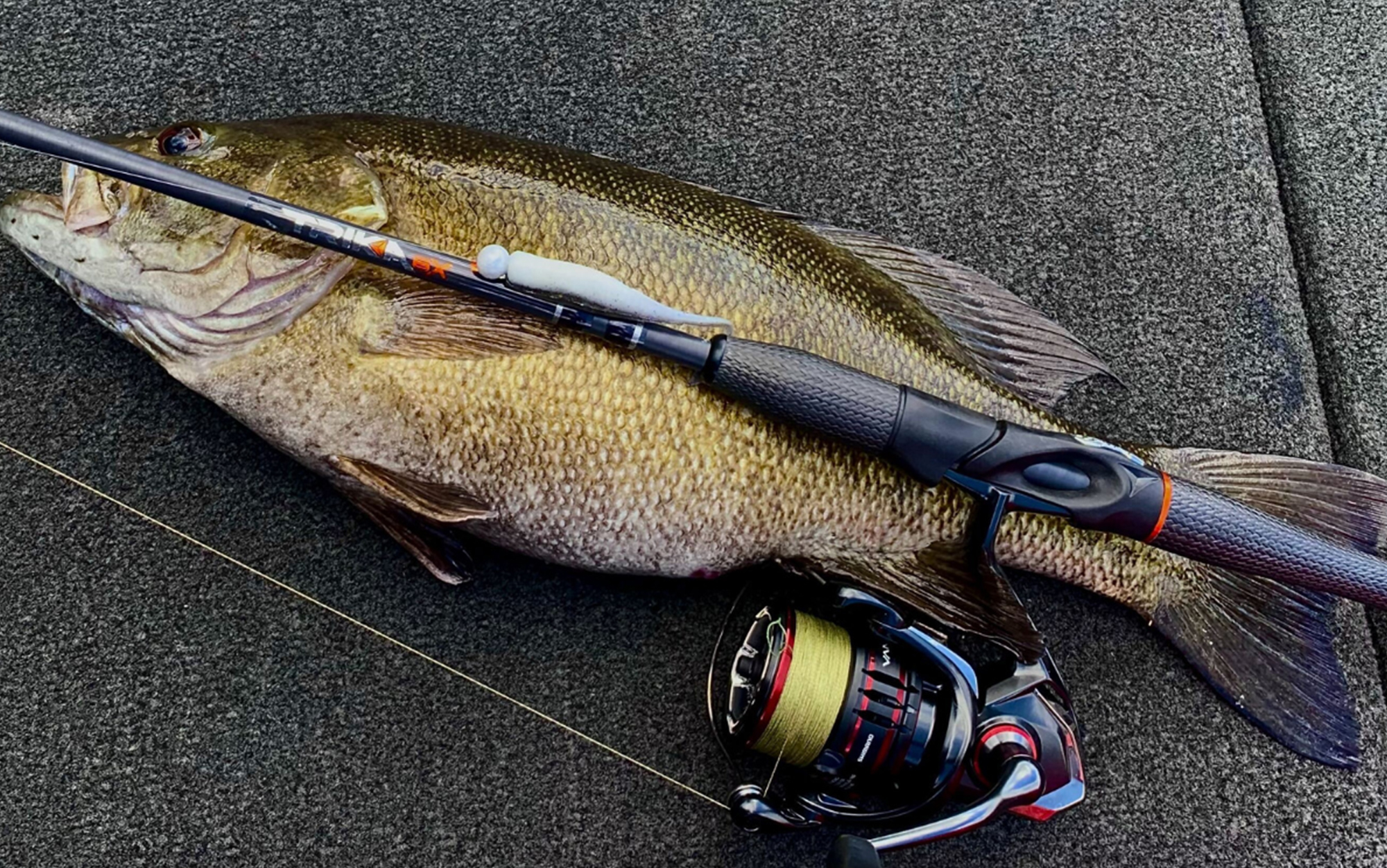 Author caught this smallmouth on the Trika 6X.