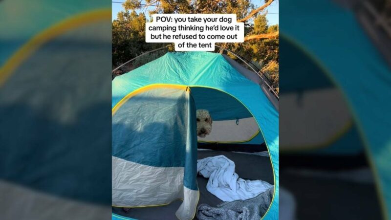 Viral TikTok Shows Dog Owner Realizing Her Pup Actually Hates Camping