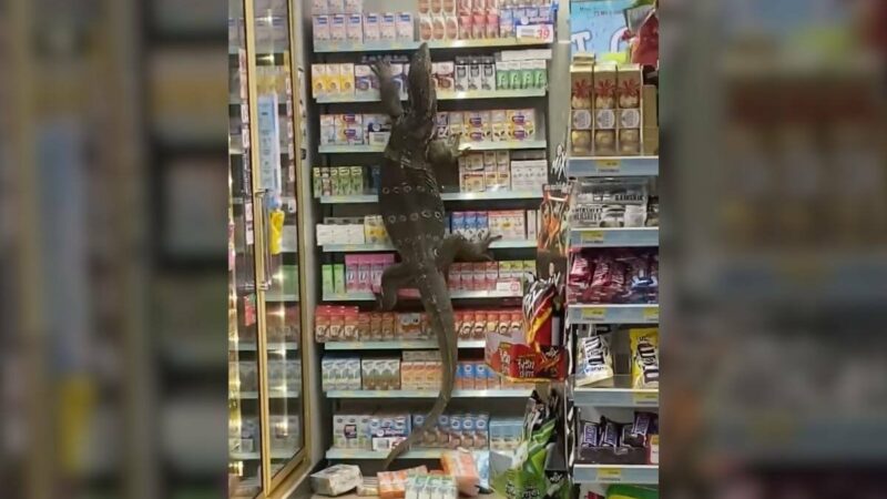 Viral Video Shows Massive Monitor Lizard ‘Shopping’ in Thailand