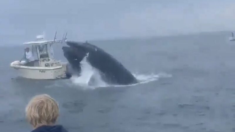 Viral Video: Whale Capsizes Boat off New Hampshire Coast