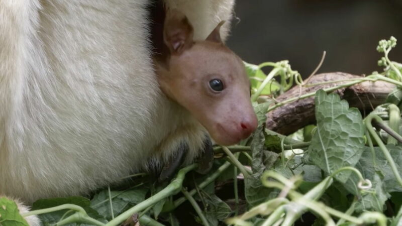 Watch a Baby Tree Kangaroo Stick Its Head out of Mom’s Pouch