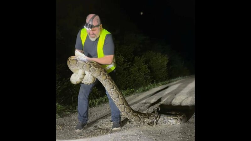 Watch a Trapper Tangle With a Massive 17-Foot Burmese Python