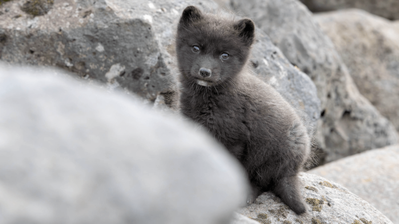 WATCH: Adorable Arctic Fox Pups Play and Wrestle in Alaska