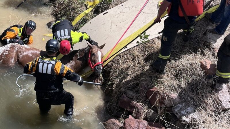 WATCH: Colorado Fire Department Rescues Blind Horse from Drowning