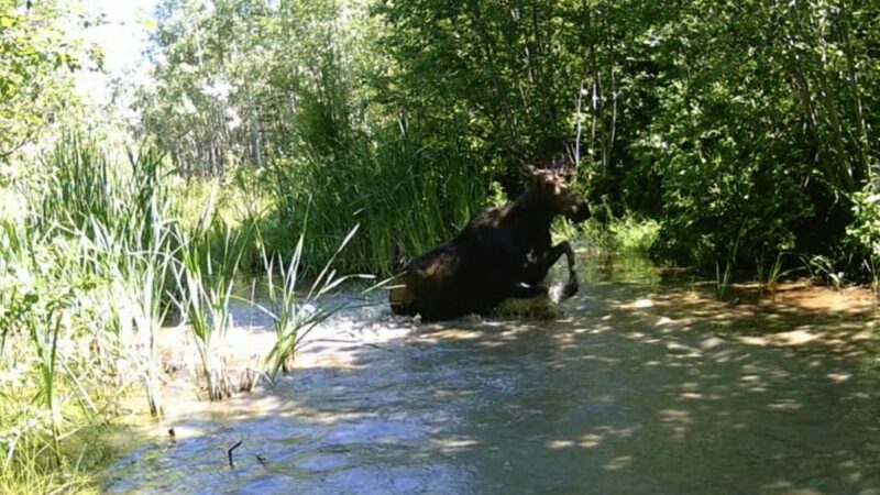 WATCH: Happy Frolicking Moose Is Having the Best Time