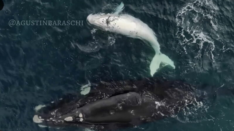 WATCH: Rare White Southern Right Whale Spotted in Patagonia