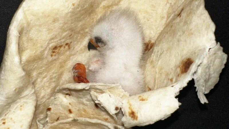 ‘We Wrapped Him in a Warm Tortilla’: Baby Bird Rescued in the Weirdest Way