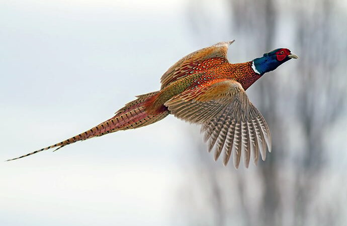 Wet spring may impact 2024 pheasant hunting season in parts of Iowa – Outdoor News
