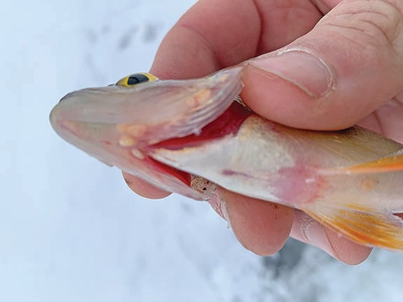 What are some of the most common fish diseases seen in Minnesota? – Outdoor News