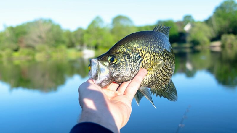 WI Daily Update: Finding suspended crappies in deeper water – Outdoor News