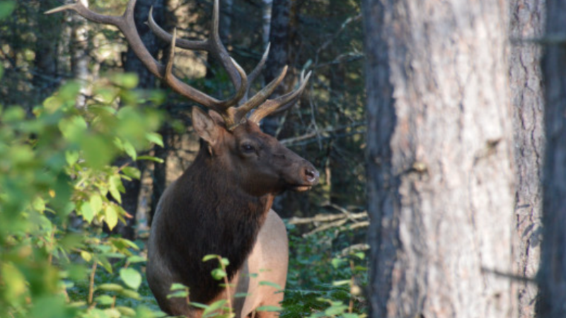 WI Daily Update: License winners announced for 2024 elk hunt – Outdoor News