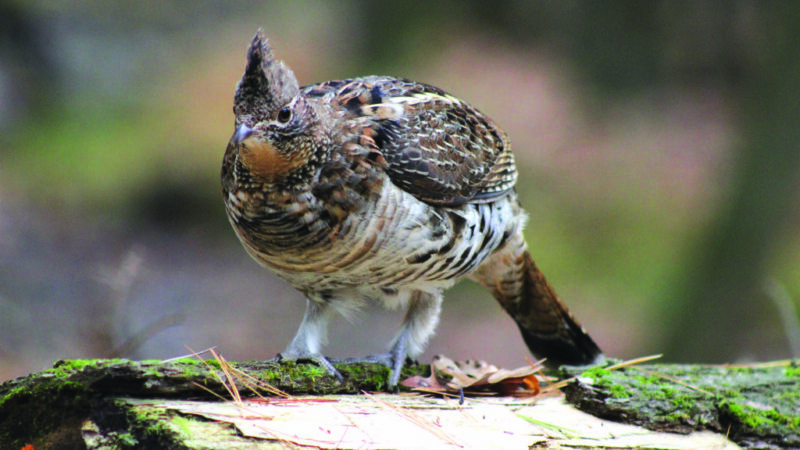 WI Daily Update: Ruffed grouse counts up from 2023 during spring 2024 survey – Outdoor News