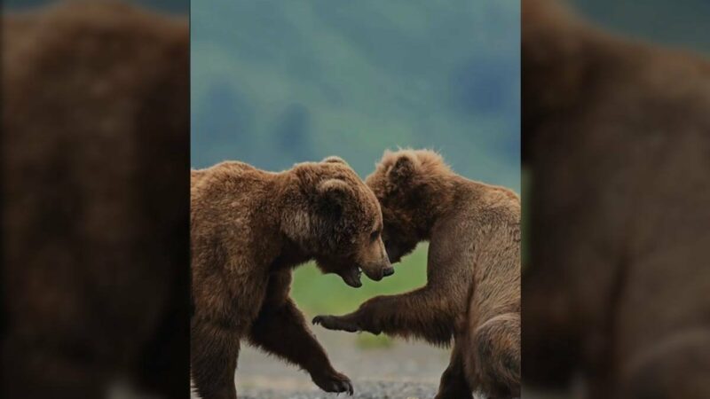 Wildlife Photographer Captures Play Time Between Young Grizzlies