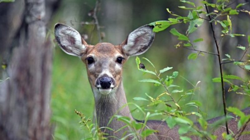 Wisconsin DNR sets deer season framework and harvest goals for 2024 – Outdoor News