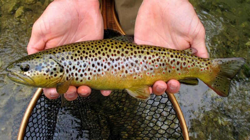 Wisconsin State Roundup: Still no resolution to suspended trout rearing program – Outdoor News