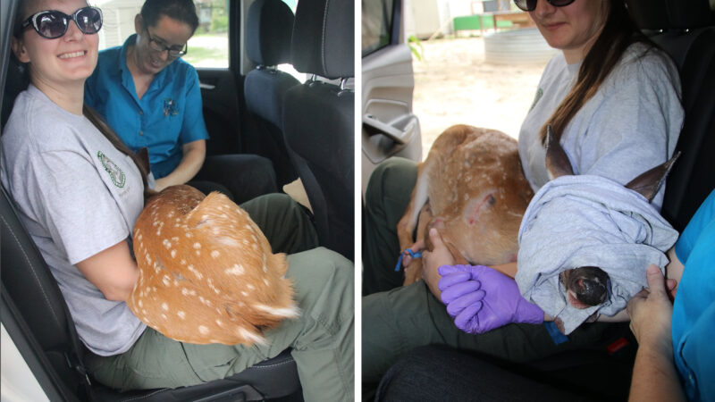 With the Spread of Chronic Wasting Disease, It’s Now Illegal to Rehabilitate Fawns in Tennessee