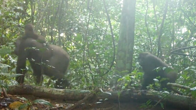 World’s Rarest Gorillas Spotted on Trail Cam (With Babies!)