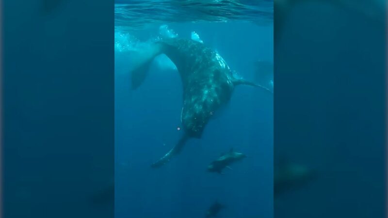 ‘7 Seconds of Pure Wild’: Video Shows How Agile Whales Really Are