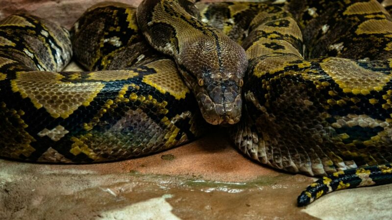 9-Foot-Long Python Blocks Woman From Entering Her Vehicle (in North Carolina)