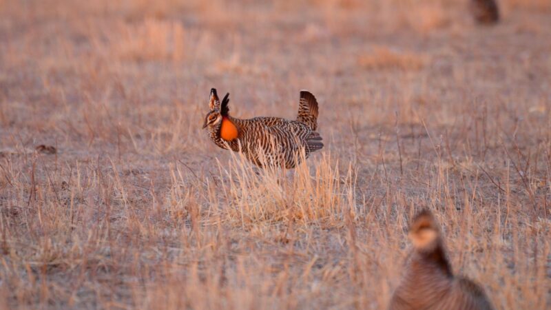 A 7,100-Acre Solar Farm Is Slated for What’s Left of Wisconsin’s Best Prairie Chicken Habitat