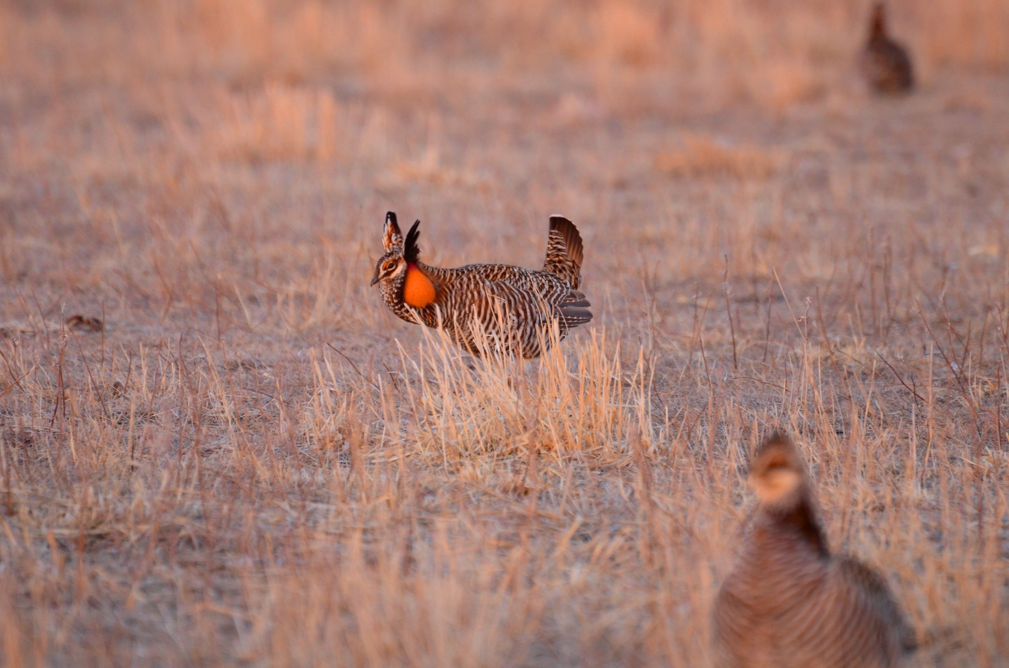 A prairie chicken lek in the Midwest.