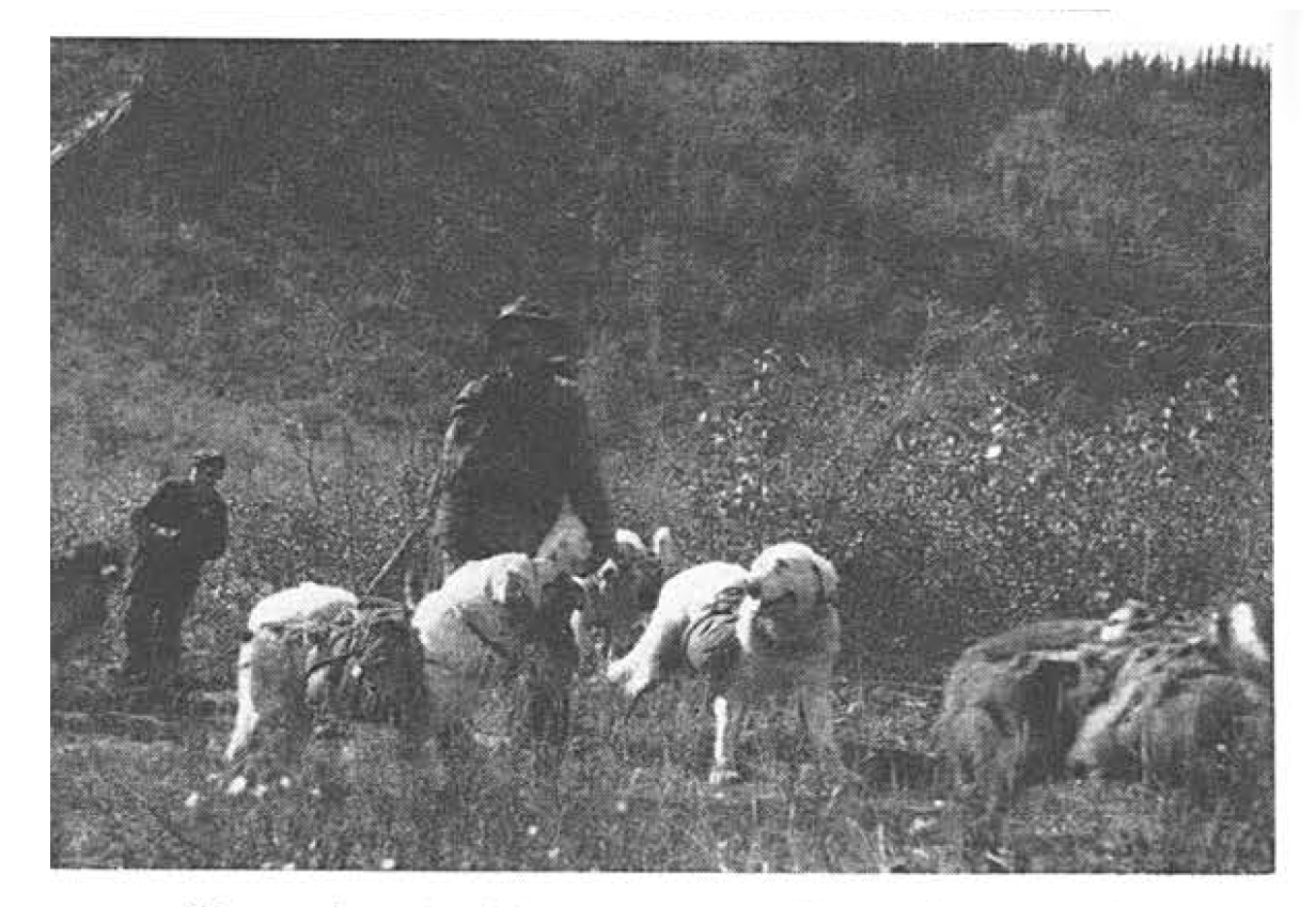 A bunch of sled dogs worked by miners.