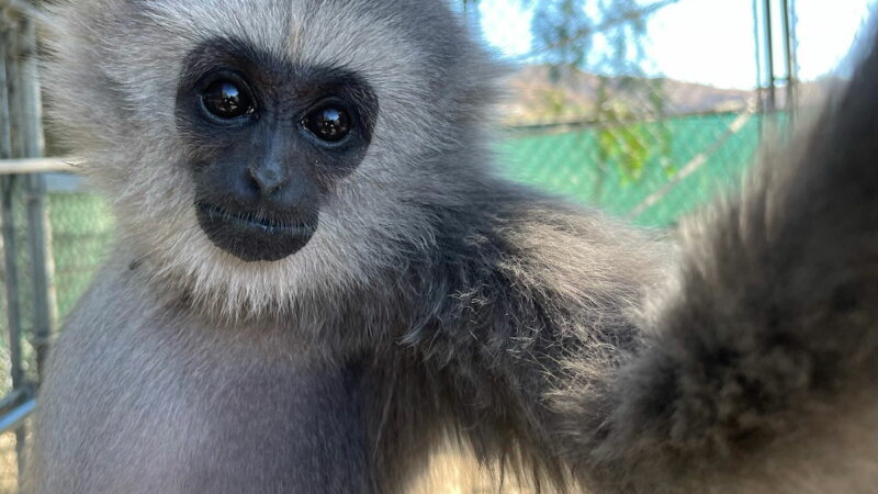 Baby Gibbon Selfies Are the Best Selfies