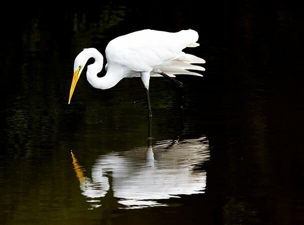 Backyard and Beyond: A white bird on dark water – Outdoor News