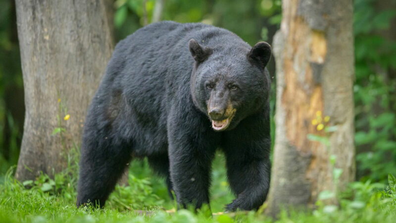 Bear Mauls Toddler Inside a Tent at Montana Campground