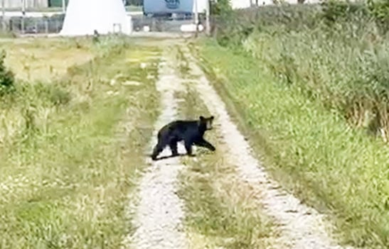 Bears likely to eventually settle in Illinois, but ‘not anytime soon’ – Outdoor News