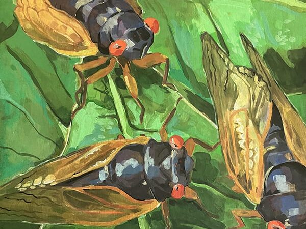 Billions of cicadas motivated hundreds of Illinois artists – Outdoor News