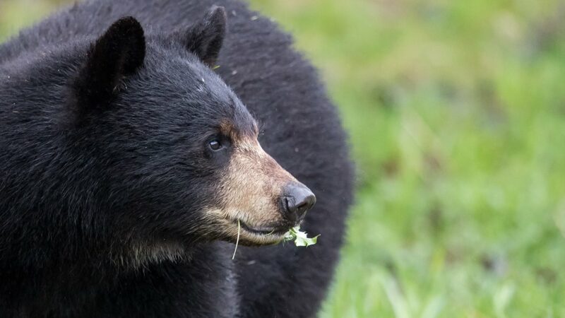 Black bear mauls 3-year-old girl in tent at Montana campground – Outdoor News