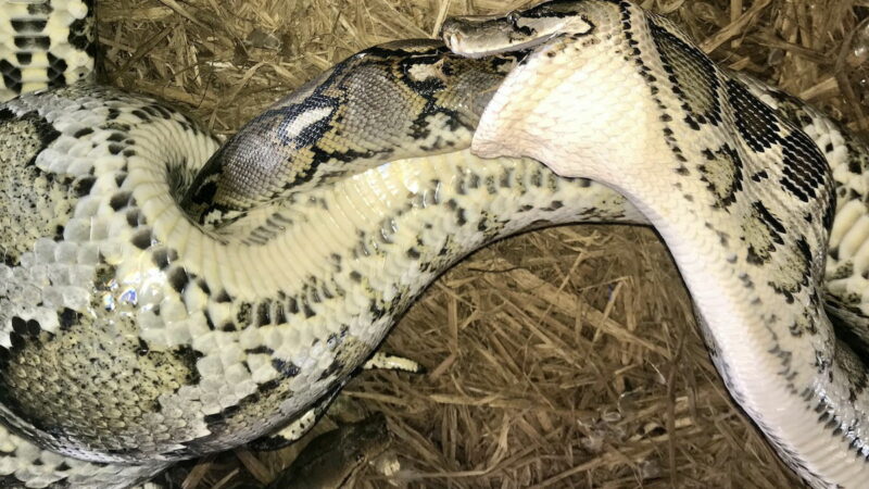 Burmese Python vs. Reticulated Python: This Battle Got Gross Fast