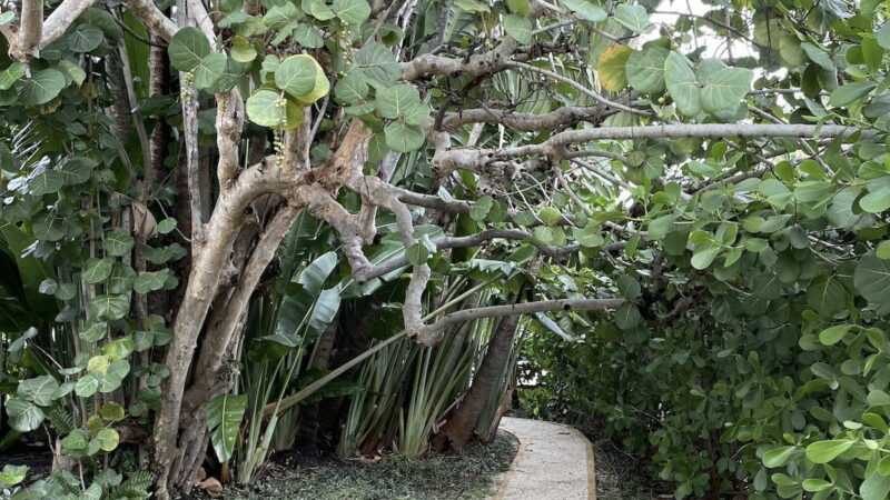 Can You Find the Hidden Iguana in This Photo?