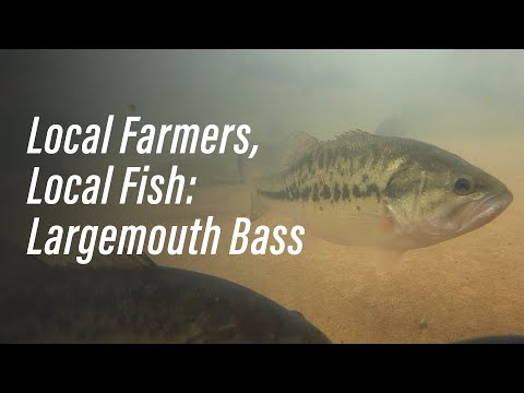 Cannibal Bass: What a Problem at an Illinois Fish Farm Can Teach Us About Catching Bigger Largemouths