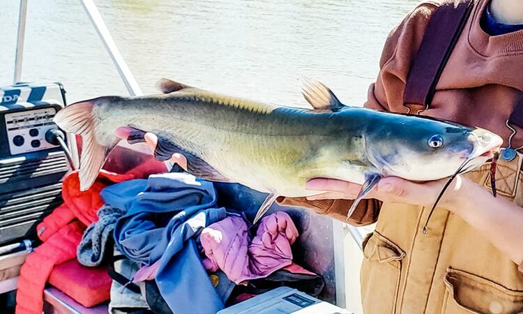 Channel catfish had highest PFAS count in Illinois rivers – Outdoor News