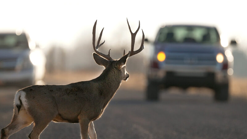 Colorado High Schoolers Invent a Thermal AI Dashcam to Reduce Collisions with Deer