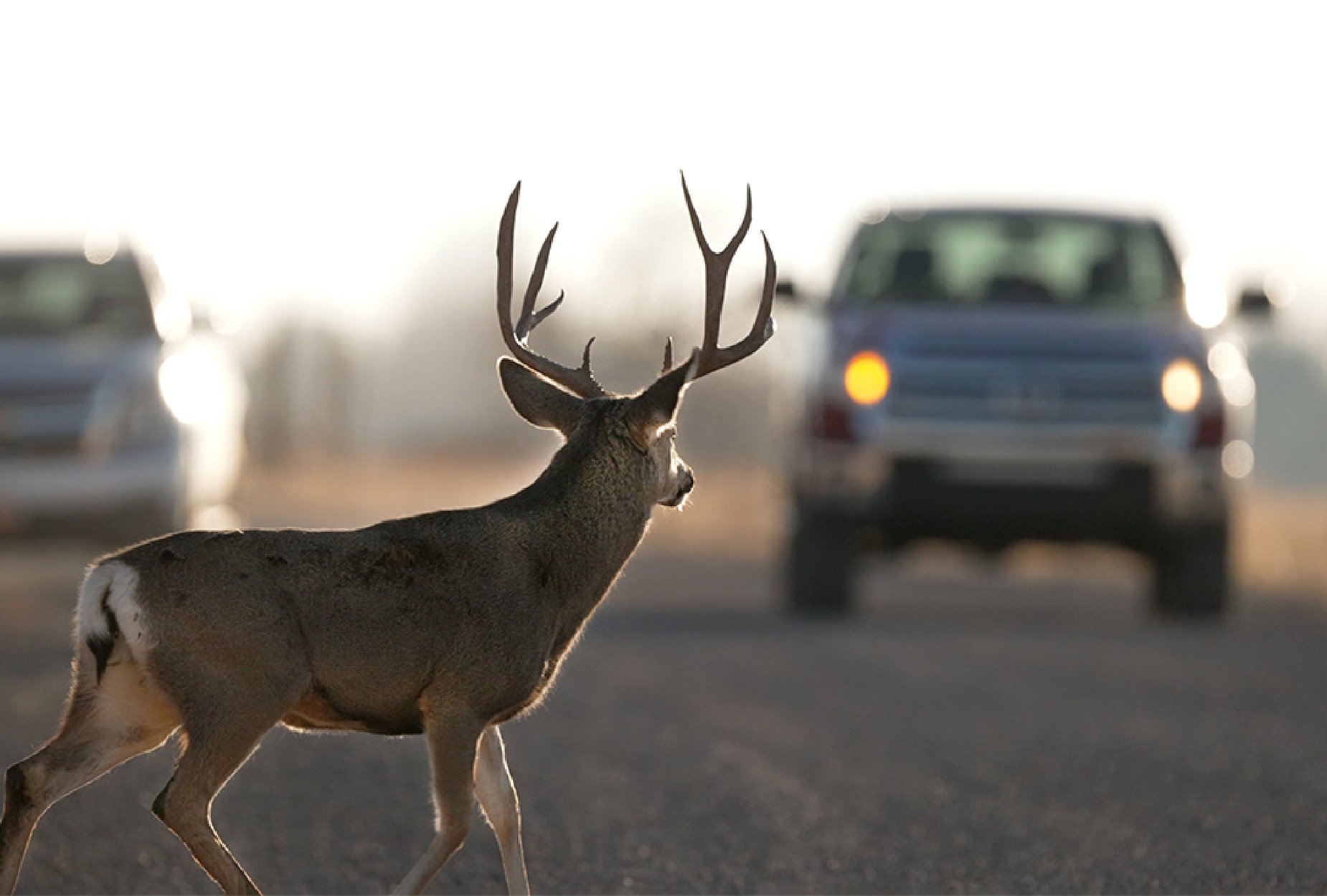 A buck in the road.