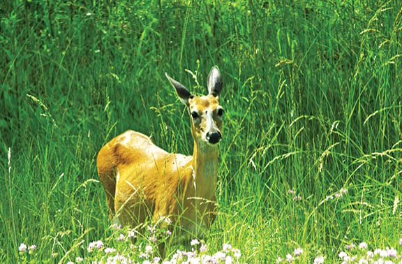 DNR to host deer hunts at eight preserves this fall – Outdoor News